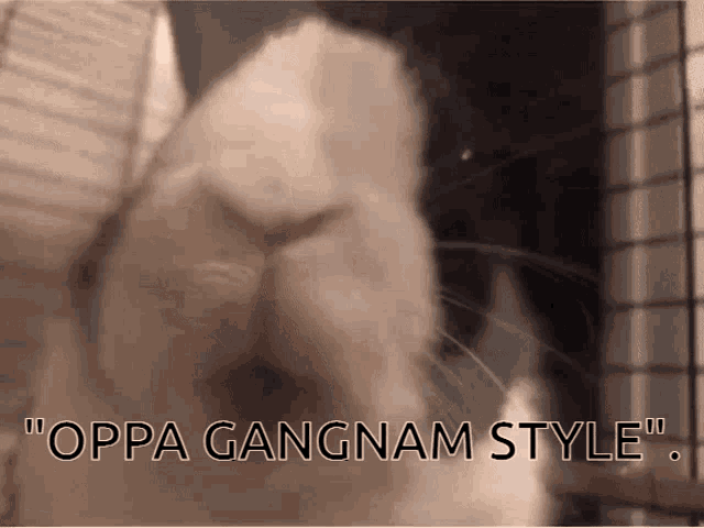 Gangnam Style Bunny GIF - Gangnam Style Bunny Piano Forte Bunny GIFs