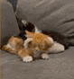 two cats are laying on a couch .