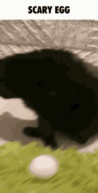 a black cat is playing with a white egg and the words scary egg are visible