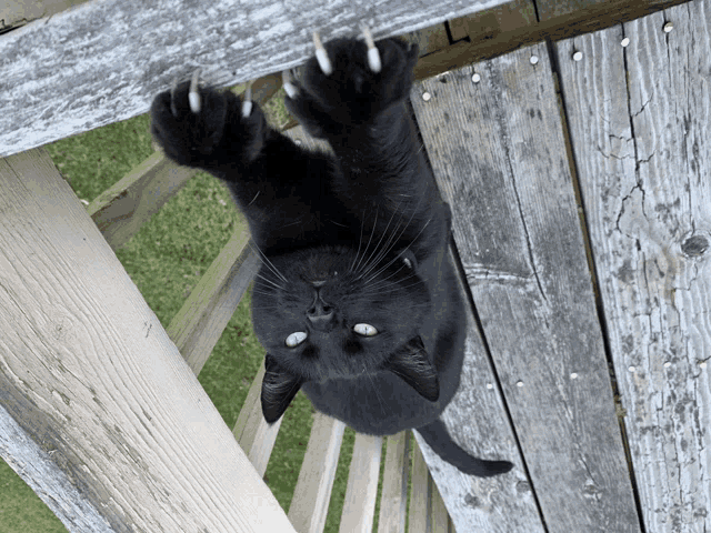 a black cat laying on a wooden deck with its paws up