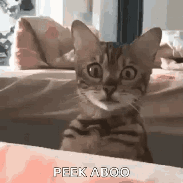 a cat is sitting on a bed looking at the camera with its eyes wide open .