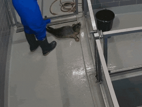 a seal is laying on the floor next to a person cleaning it
