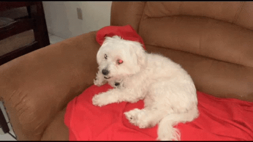Sare Sares Ugly Dog GIF - Sare Sares Ugly Dog Aniwantsmoney GIFs