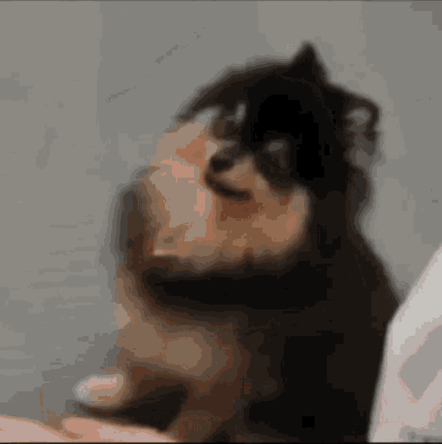 Yeontan Doggo GIF - Yeontan Doggo Dog GIFs