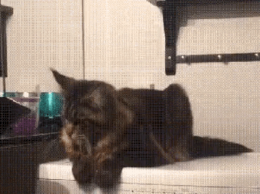 Shaky Kitty GIF - Shaky Kitty Meow GIFs