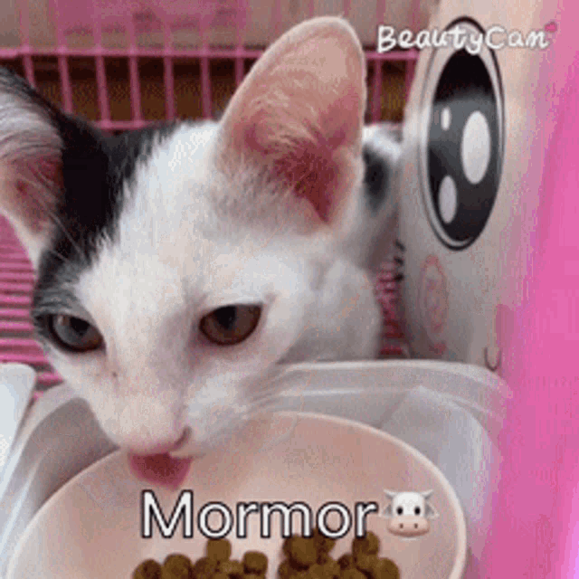 a black and white cat is eating food from a bowl that says mormor on it