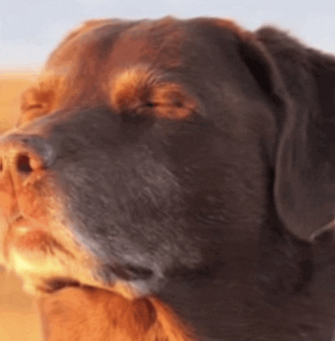 a close up of a brown and black dog 's face with its eyes closed