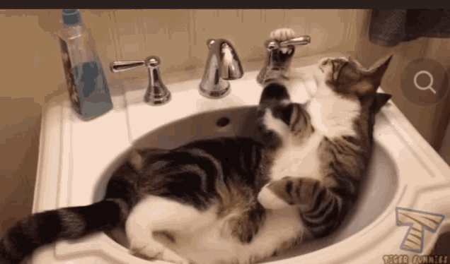 Funny Cat GIF - Funny Cat Hilarious GIFs