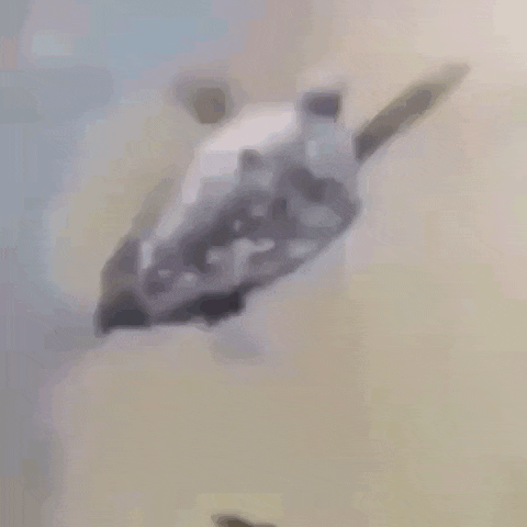 a sea turtle is swimming in the water on the beach .