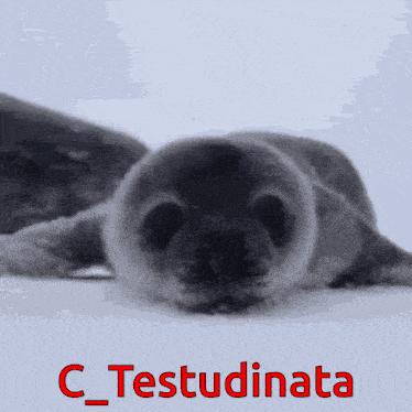 a picture of a seal with the words c_testudinata written below it
