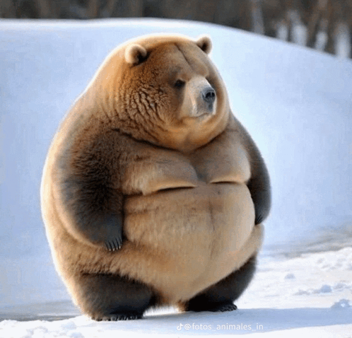 Fat Bear GIF