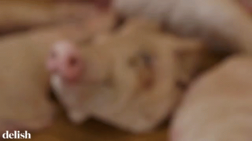 Pig Hog GIF - Pig Hog Boar GIFs
