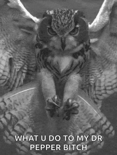 Hibou Owl GIF - Hibou Owl Nature GIFs