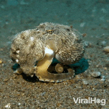 Crawling Little Octopus Viralhog GIF - Crawling Little Octopus Octopus Viralhog GIFs