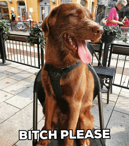 Bitch Please Dog Meme Bitch Please Meme GIF - Bitch Please Dog Meme Bitch Please Meme Bitch Please Dog GIFs