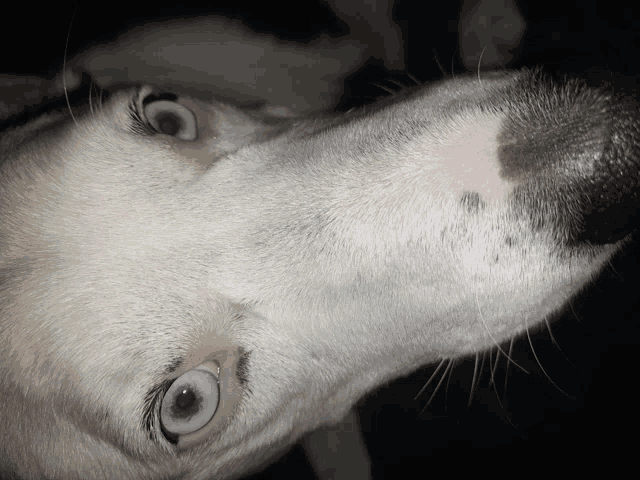 a close up of a dog 's face with a red spot on its nose