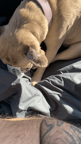 a dog laying on a person 's lap with a starbucks coffee cup on it
