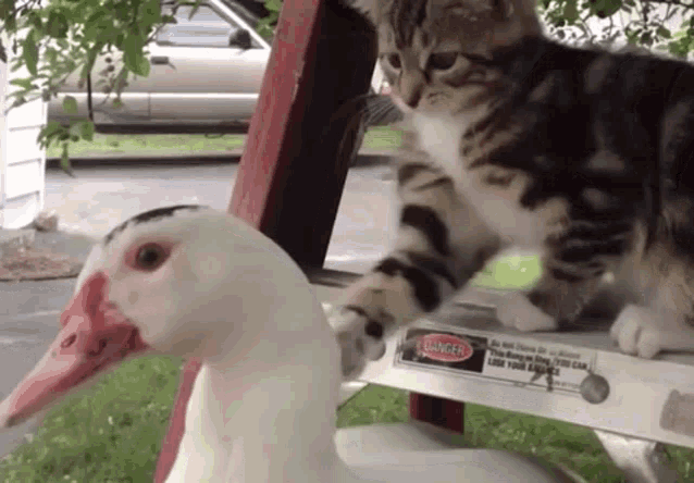 Cat Duck Cat Vs Duck GIF - Cat Duck Cat Vs Duck Cat GIFs