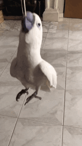 a white parrot with a blue beak is standing on a tile floor