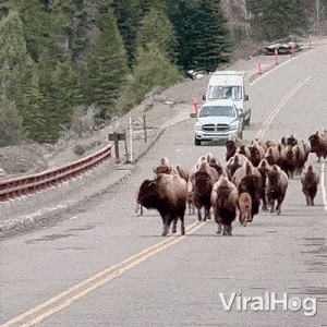 Running Bisons Viralhog GIF - Running Bisons Bison Viralhog GIFs