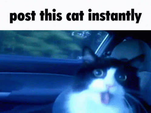 Post This Cat Instantly GIF - Post This Cat Instantly GIFs