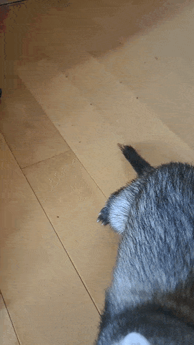 a close up of a cat 's face with blue eyes