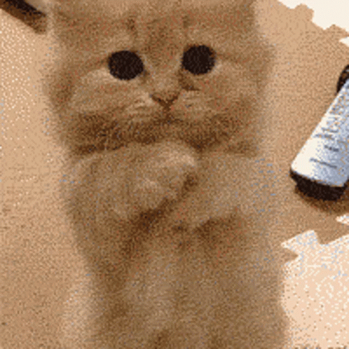 Cats Please GIF - Cats Please Cute GIFs