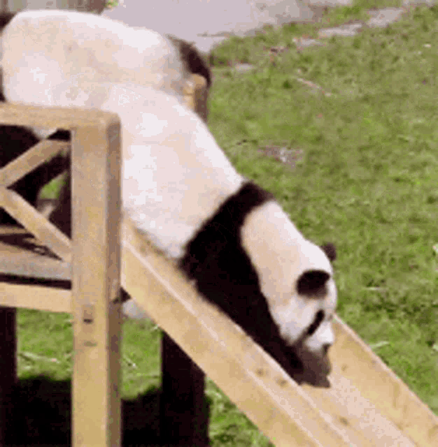Panda Slide GIF - Panda Slide Cute GIFs