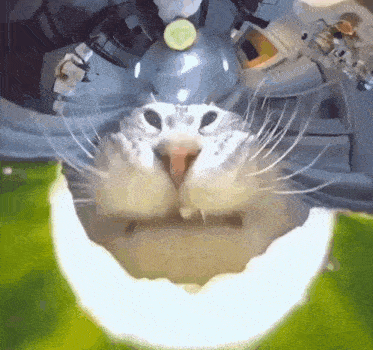 a close up of a cat 's face with a cucumber on its nose