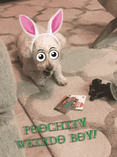 a white dog wearing bunny ears and the words poochitty weird boy