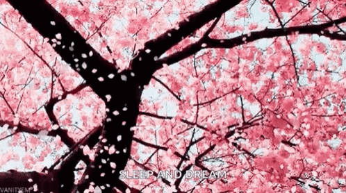 Cherry Blossoms GIF - Cherry Blossoms Sakura GIFs