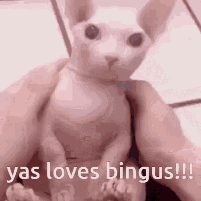 a person is holding a white cat with the words yas loves bingus