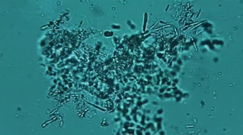 Microbes GIF - Nasa Nasa Gifs Microbes GIFs