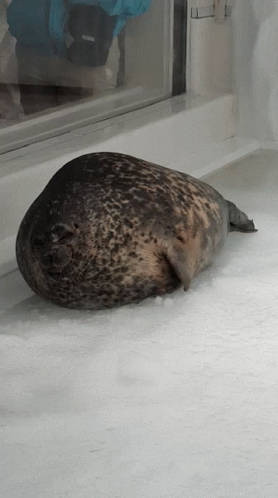 Seal Chonk GIF - Seal Chonk Japan GIFs