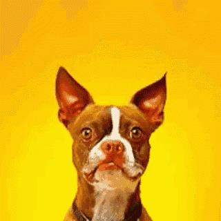 a brown and white dog with a black collar is looking up at the camera on a yellow background .