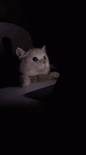 Cat Screaming GIF - Cat Screaming Fuck La GIFs