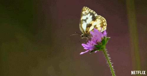 Flying Away Our Planet GIF - Flying Away Our Planet From Deserts To Grasslands GIFs