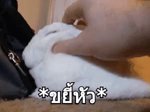 กระต่าย ขยี้หัว GIF - Rabbit Headrub Rub Head GIFs