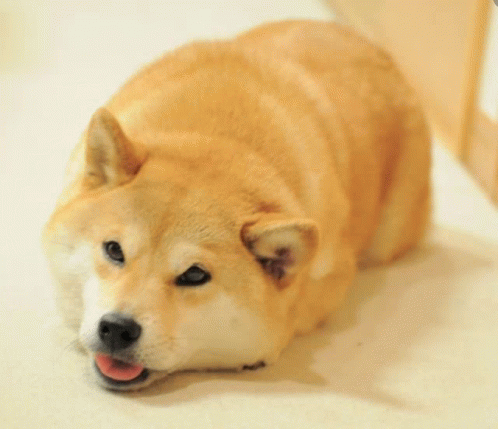 Just A Doge GIF - Just A Doge GIFs