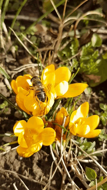 a bee sits on a yellow flower in the dirt