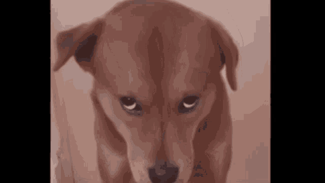 a brown dog with a sad look on its face .