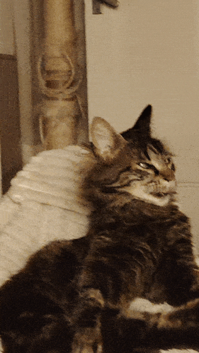 a cat is laying down on a white blanket