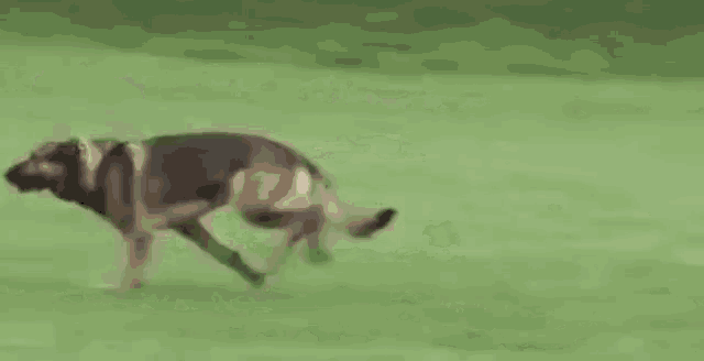 a german shepherd dog is running across a green field .