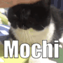 Mochi Pet GIF - Mochi Pet Pat Pat GIFs