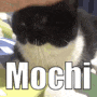 a black and white cat is laying on a blanket with the word mochi written on it .