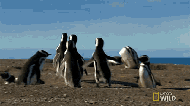 Fooling Around Homewrecking Penguin GIF - Fooling Around Homewrecking Penguin Walking GIFs