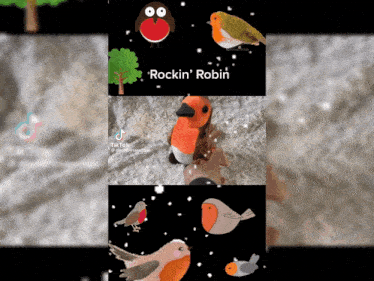 a video of rockin ' robin with a stuffed bird