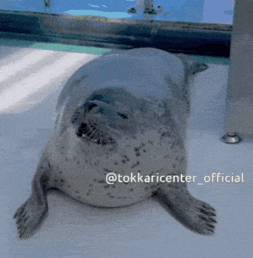 a seal laying on a white surface with the hashtag @tokaricenter_official on the bottom
