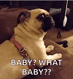 a pug dog is sitting on a couch and asking what baby ?