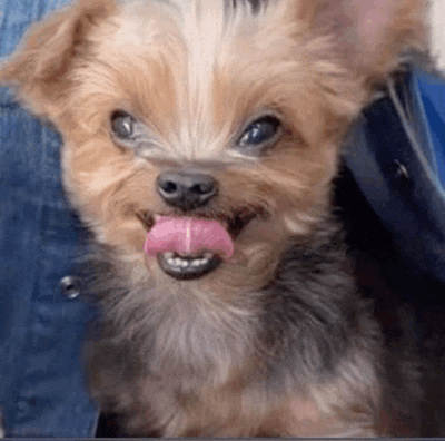 a small dog is sticking its tongue out while being held by a person .